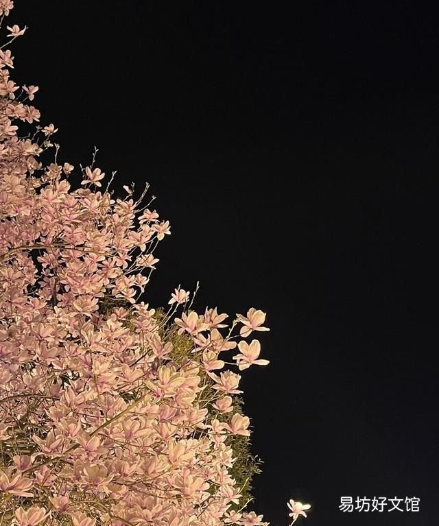 春江花月夜赏析,春江花月夜赏析