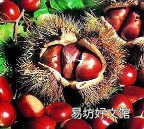 板栗怎样放一年不会坏