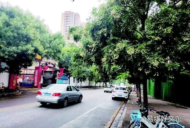 每年槐花盛开时,又闻槐花香,槐花期前期气温低后期气温高