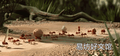 為什么螞蟻不會摔死?它們真的很強大
