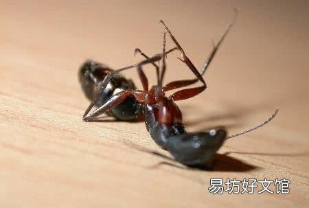 為什么螞蟻不會摔死?它們真的很強大