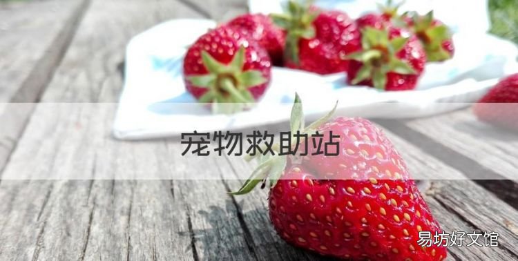 宠物救助站，上海救助站救助条件