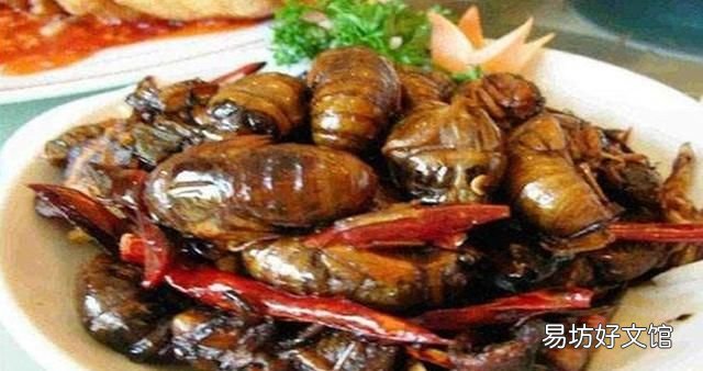 蚕蛹和蝉蛹的区别