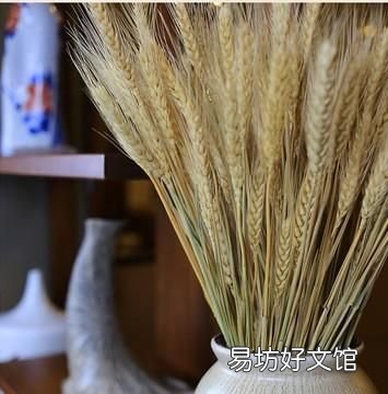 西农8号西瓜种植时间,西农822优缺点