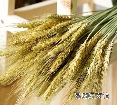 西农8号西瓜种植时间,西农822优缺点