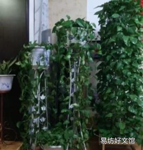 绿箩老是黄叶该怎么办呢