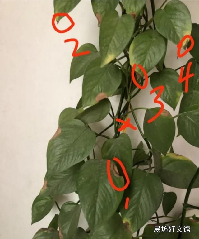 绿箩老是黄叶该怎么办呢