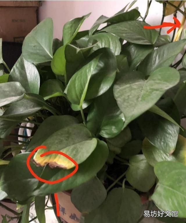 绿箩老是黄叶该怎么办呢