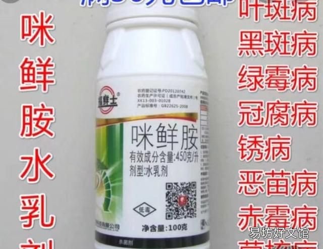 绿箩老是黄叶该怎么办呢