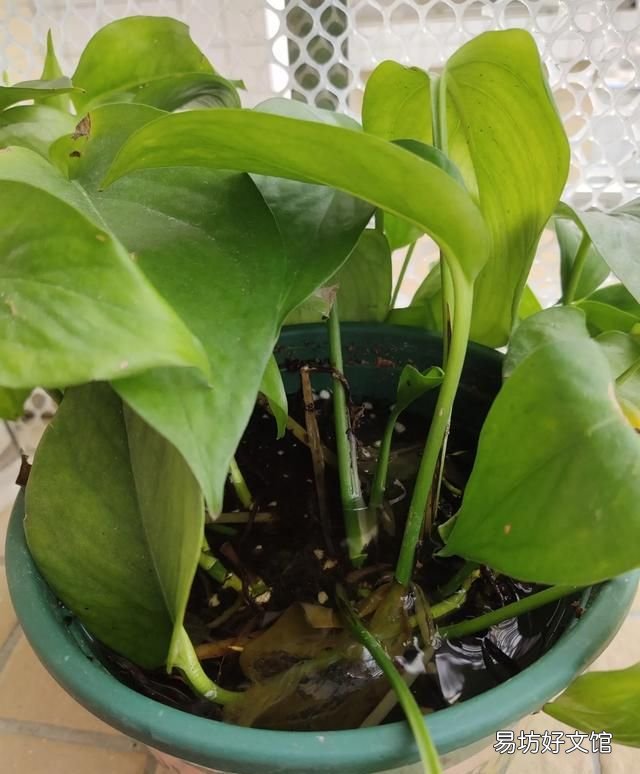 绿箩老是黄叶该怎么办呢