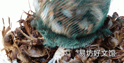 大闸蟹哪些部位不能吃?吃了有什么危害?