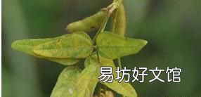 杆豆的功效与作用及禁忌 农村常见的劳豆有什么作用呢