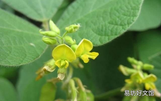 杆豆的功效与作用及禁忌 农村常见的劳豆有什么作用呢