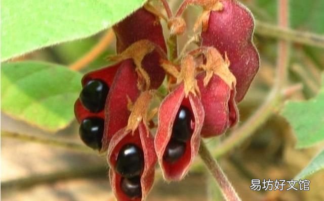 杆豆的功效与作用及禁忌 农村常见的劳豆有什么作用呢