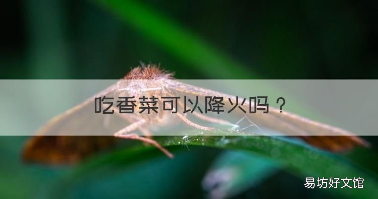 吃香菜可以降火,茼蒿菜和香菜是升火还是降火的