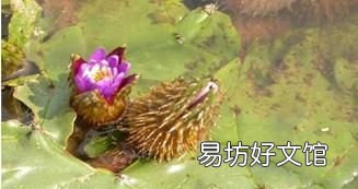 鸡头米是什么米 鸡头米是什么