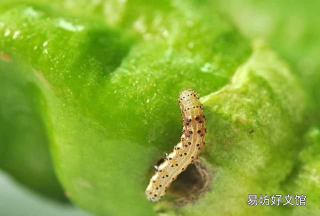 辣椒腐烂病喷什么农药 辣椒不喷农药还能杀虫吗