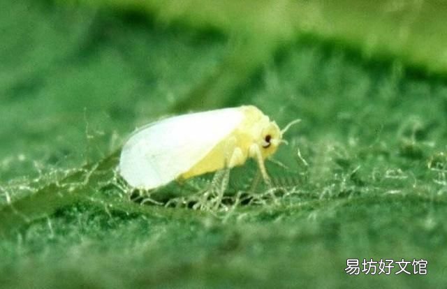辣椒腐烂病喷什么农药 辣椒不喷农药还能杀虫吗