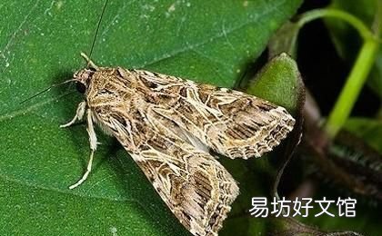 辣椒腐烂病喷什么农药 辣椒不喷农药还能杀虫吗