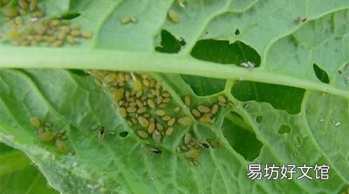 辣椒腐烂病喷什么农药 辣椒不喷农药还能杀虫吗
