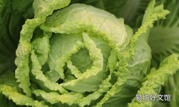 医生说我缺钙吃什么蔬菜补钙最好