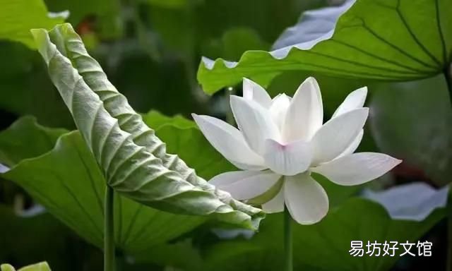 什么是赤子之心图片 什么是赤子之心