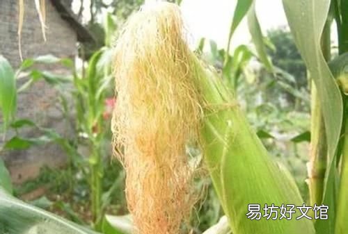 怎么样去身体湿 怎样除去身体湿热