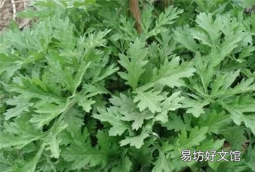 怎么样去身体湿 怎样除去身体湿热