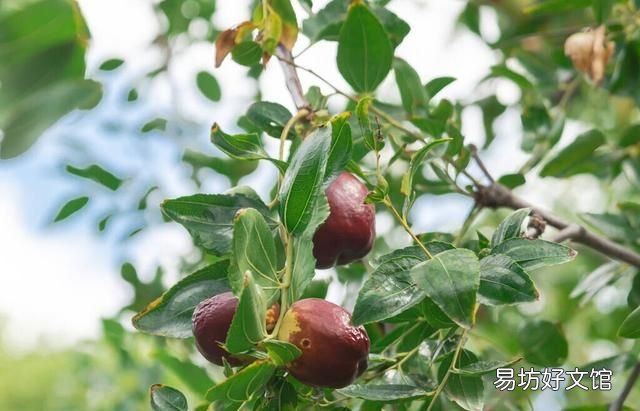香椿芽可以不焯水直接炒鸡蛋吗