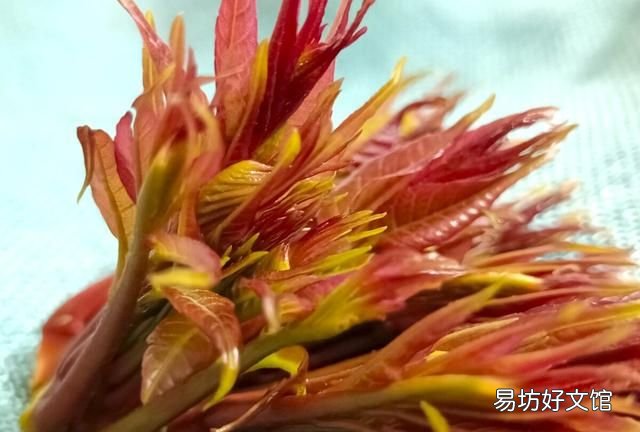 香椿芽可以不焯水直接炒鸡蛋吗