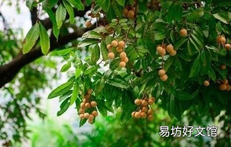 草藥龍眼肉的功效與作用