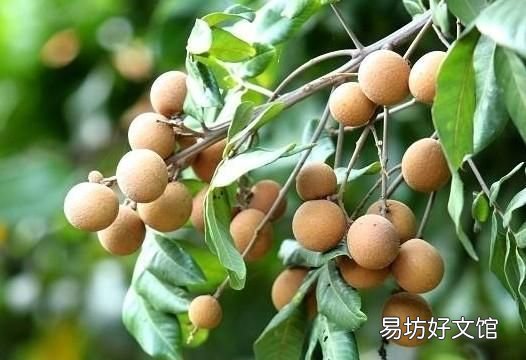 草藥龍眼肉的功效與作用