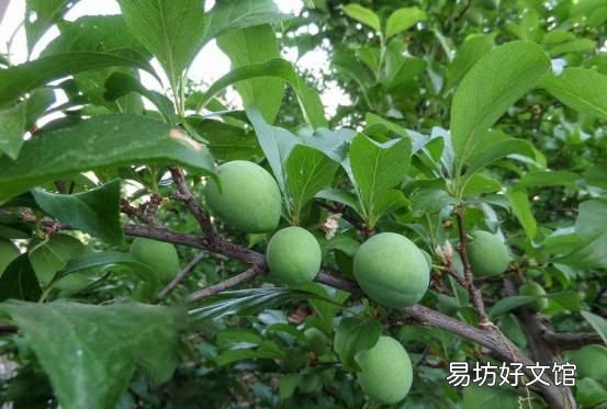 哪些没熟的水果不能吃