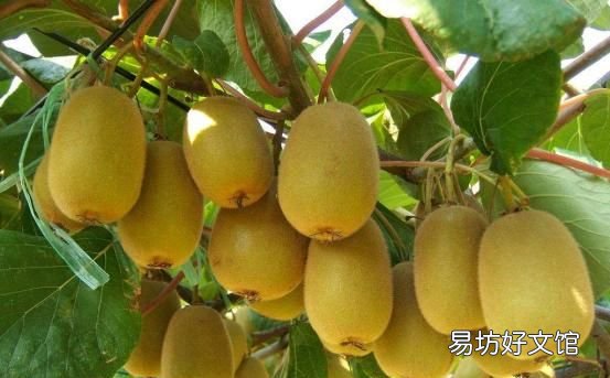 哪些没熟的水果不能吃