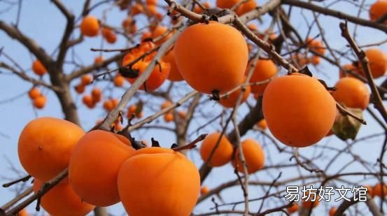 哪些没熟的水果不能吃