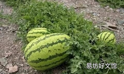 中卫硒砂瓜是怎么种出来的