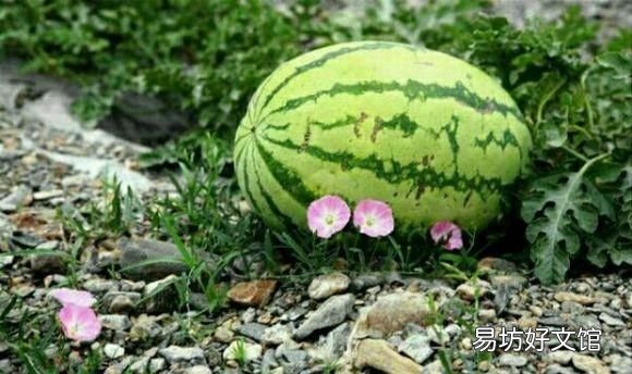 中卫硒砂瓜是怎么种出来的