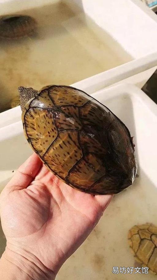 一文了解所有乌龟的寿命 大鳄龟寿命一般有多少年