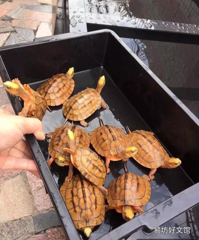 一文了解所有乌龟的寿命 大鳄龟寿命一般有多少年