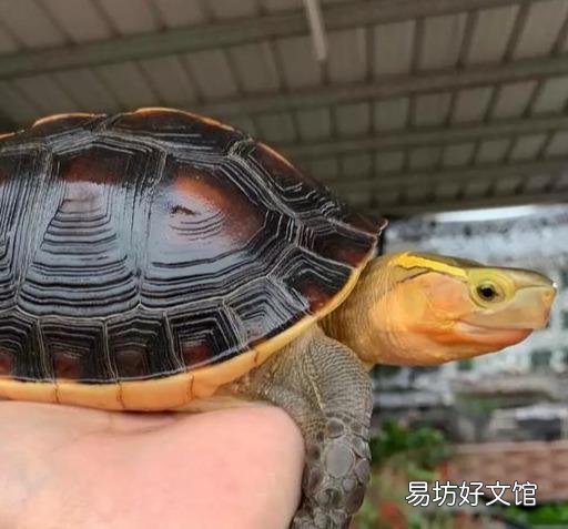 一文了解所有乌龟的寿命 大鳄龟寿命一般有多少年