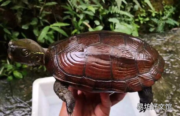 一文了解所有乌龟的寿命 大鳄龟寿命一般有多少年
