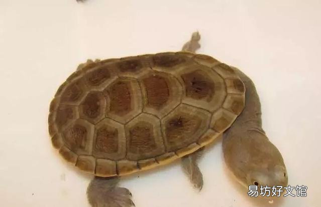 一文了解所有乌龟的寿命 大鳄龟寿命一般有多少年
