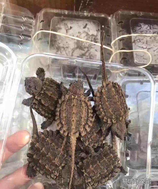 一文了解所有乌龟的寿命 大鳄龟寿命一般有多少年