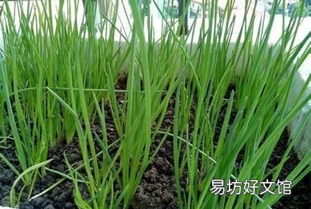 种小葱埋多厚土 种小葱怎么盖土
