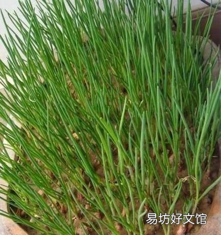 种小葱埋多厚土 种小葱怎么盖土