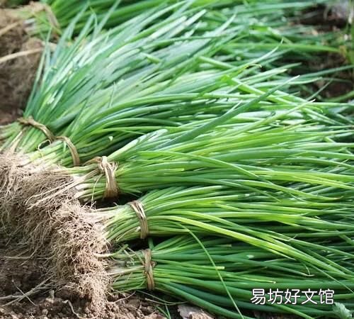 种小葱埋多厚土 种小葱怎么盖土