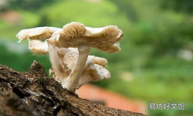 野生蘑菇和种植的蘑菇的区别,野生蘑菇与养殖蘑菇的区别