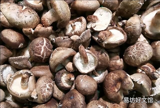 野生蘑菇和种植的蘑菇的区别,野生蘑菇与养殖蘑菇的区别