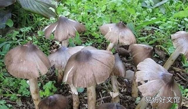 野生蘑菇和种植的蘑菇的区别,野生蘑菇与养殖蘑菇的区别