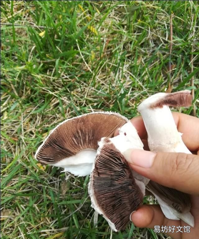 野生蘑菇和种植的蘑菇的区别,野生蘑菇与养殖蘑菇的区别